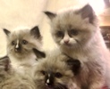 Ragdoll kittens for sale